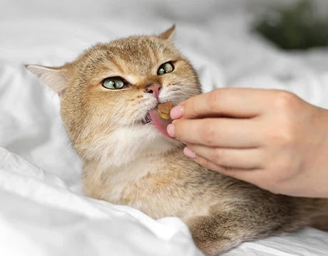 Котешки лакомства със сирене