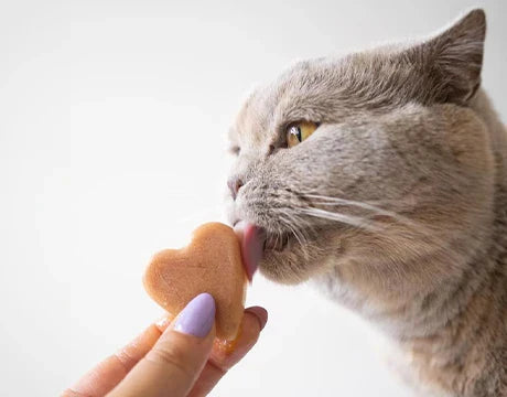 Леден десерт за котета