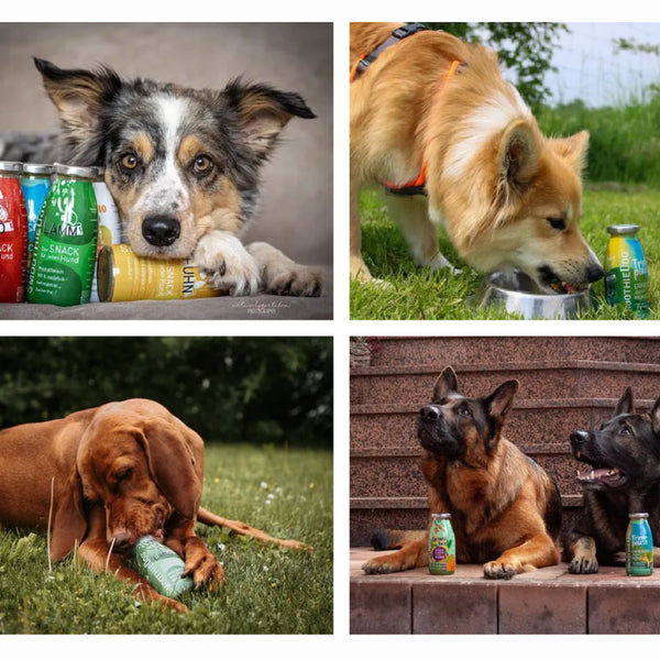 SmoothieDog - Витаминен бууст за щастливи опашки