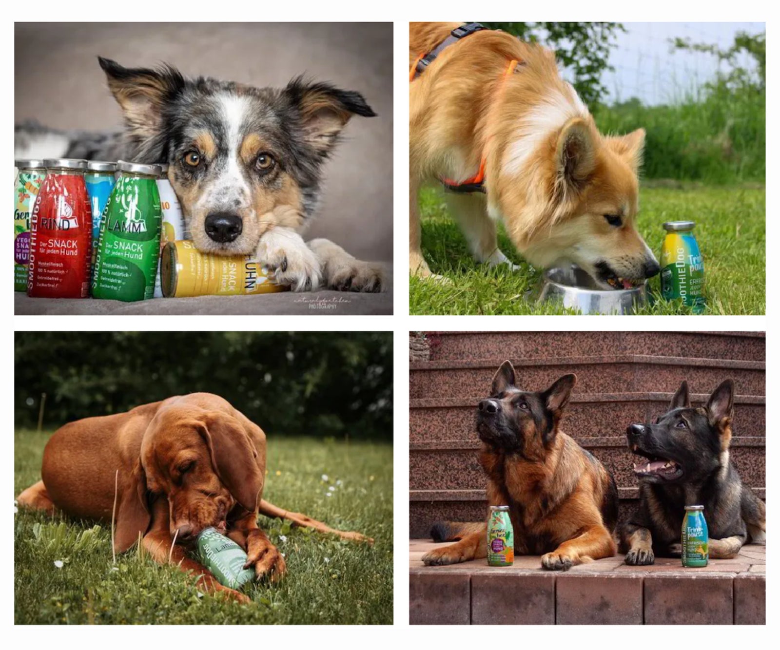 SmoothieDog - Смутито за кучета