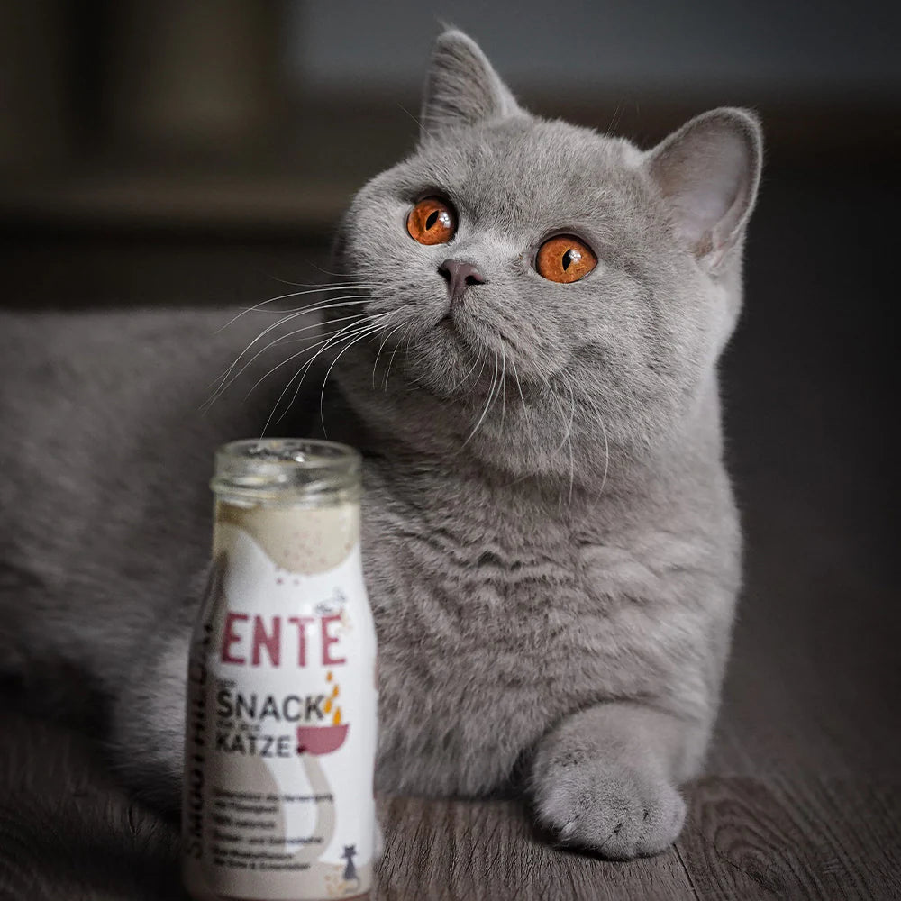 SmoothieCat Патешко