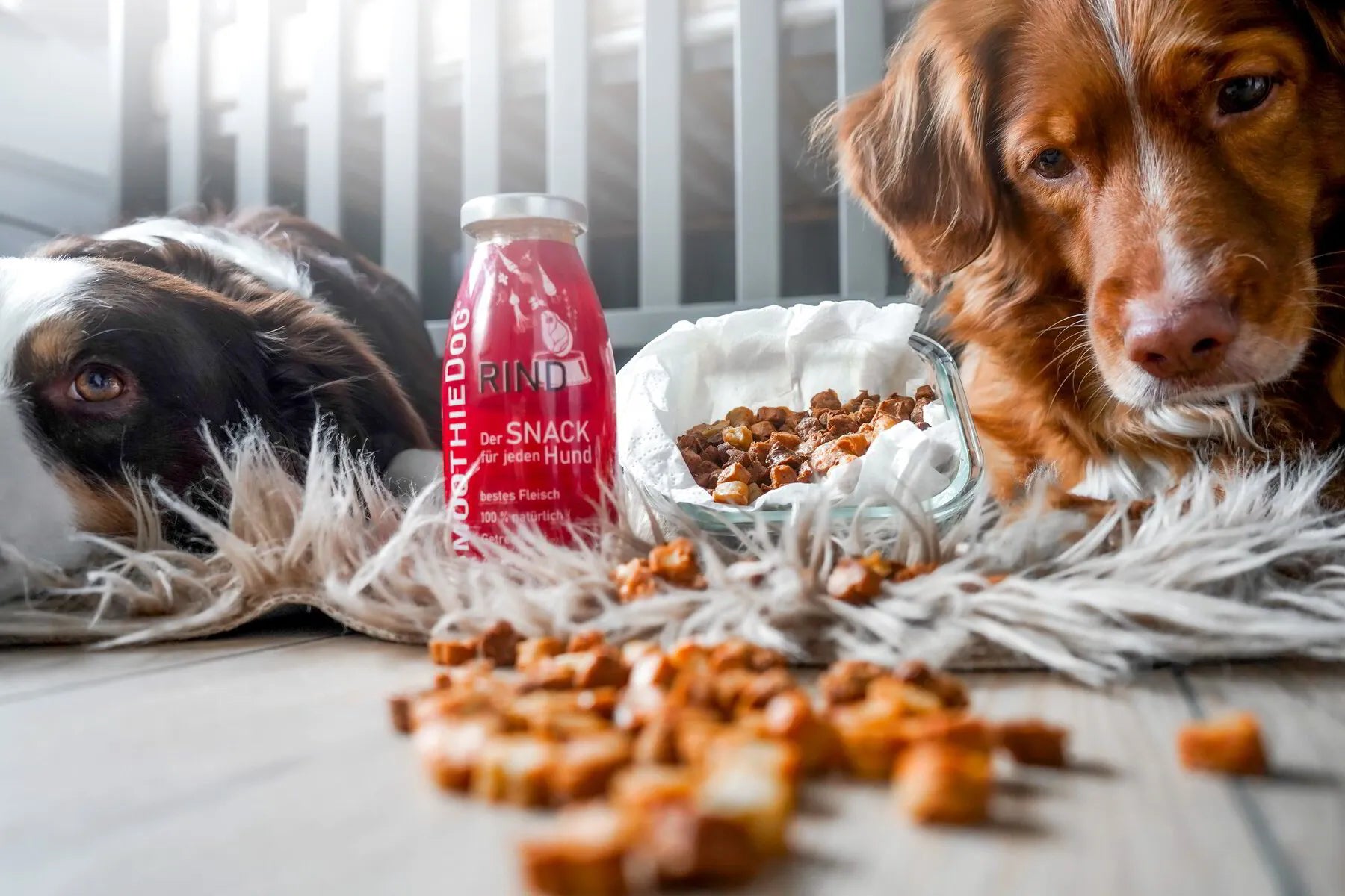 SmoothieDog Телешко