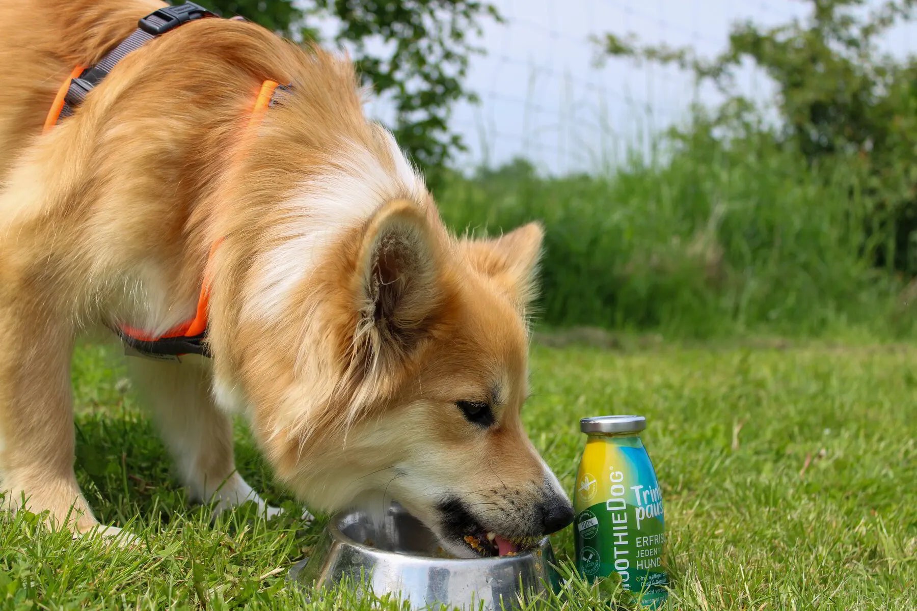 SmoothieDog Хидратация